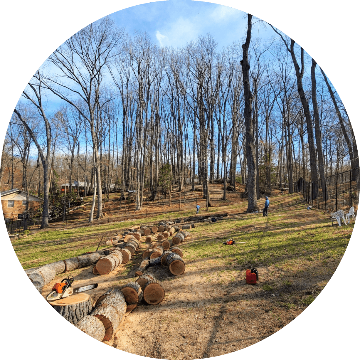 Daniel's Tree Service